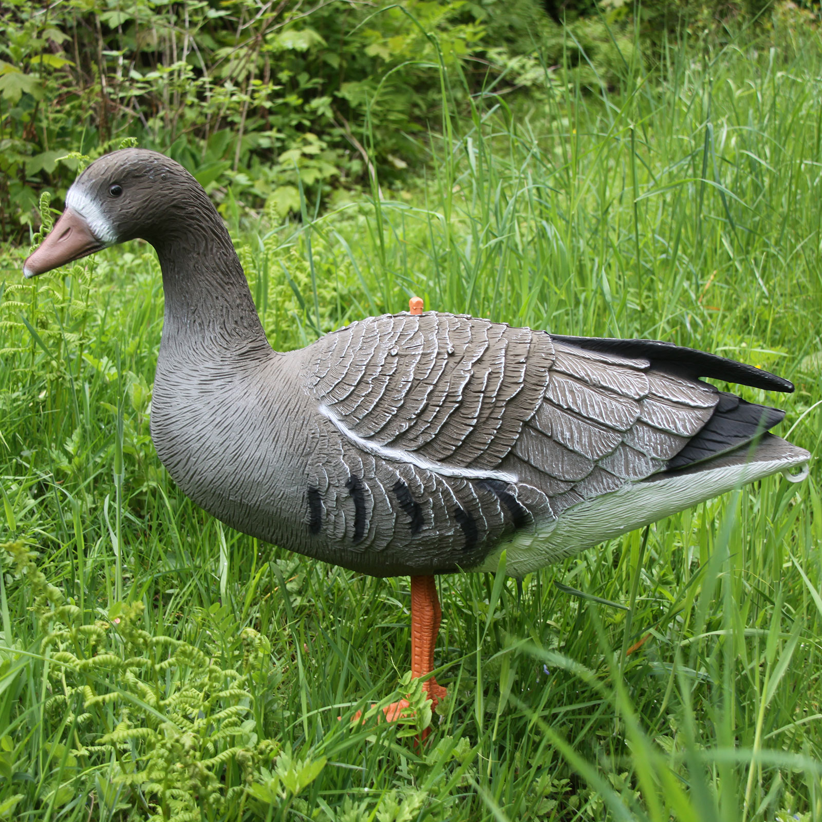 Lockvogel Blässgans