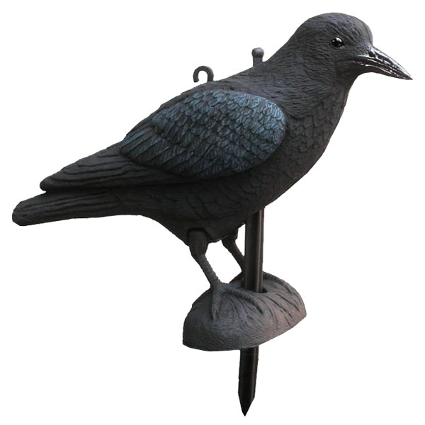 71622000_2016 Lockvogel Krähe